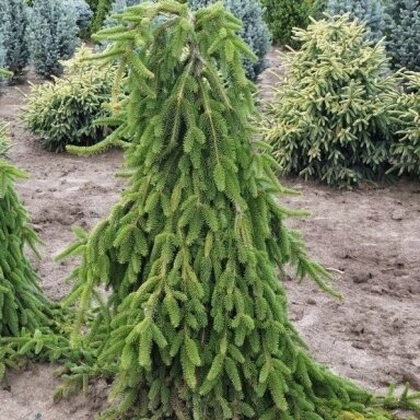 Eglė paprastoji 'Pendula Major' C20