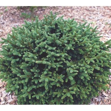 Eglė paprastoji 'Pumila Glauca' C5