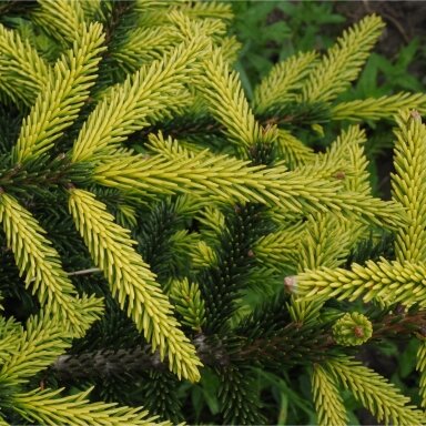 Eglė rytinė 'Aureospicata' C45