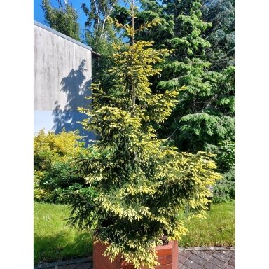 Eglė rytinė 'Aureospicata' C80