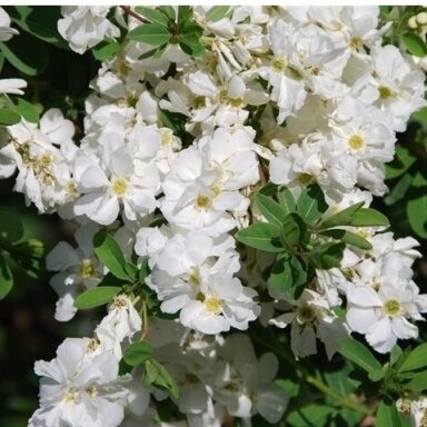 Egzochorda racemosa C2