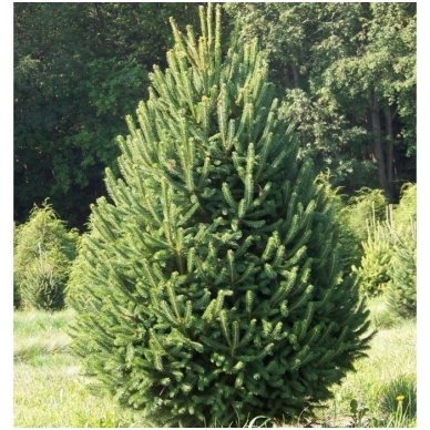 White spruce 'Densata' C10