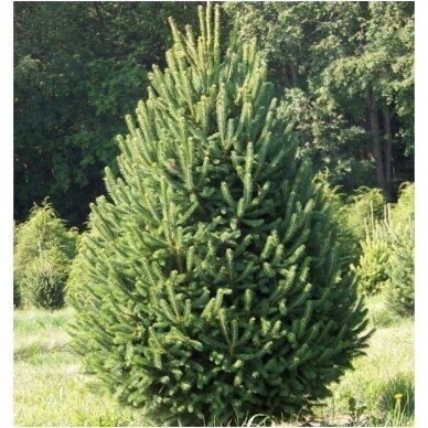 White spruce 'Densata' C20