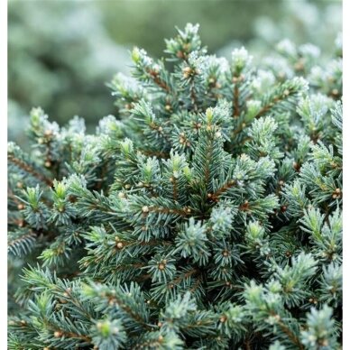White spruce 'Echiniformis', C5 2