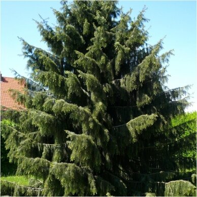 Eglė brevero C35 1