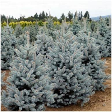 Eglė dygioji 'Blue Mountain' C45 Eglė dygioji 'Blue Mountain' C45