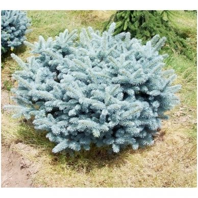 Blue spruce 'Glauca Globosa' ant koto C20 2