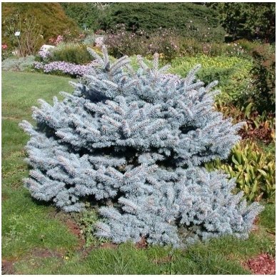 Blue spruce 'Glauca Globosa' ant koto C20 3