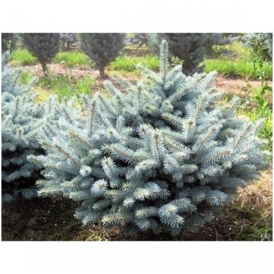 Blue spruce 'Glauca Globosa' ant koto C20 4