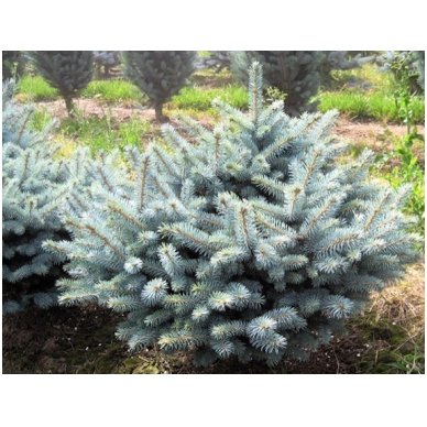 Blue spruce 'Glauca Globosa' C10