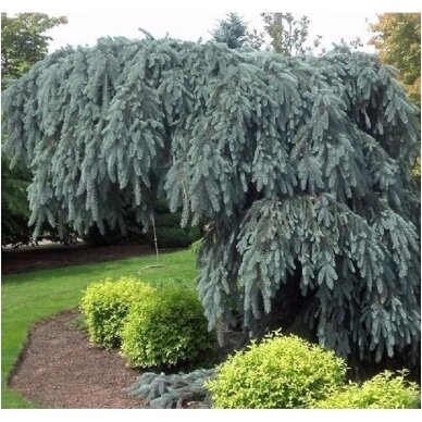 Eglė dygioji 'Glauca pendula' C45, Pa Eglė dygioji 'Glauca pendula' C45, Pa