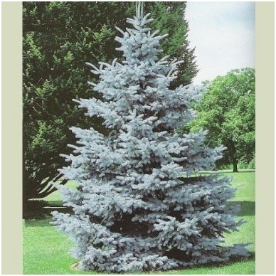 Blue spruce'Hoopsii' C20