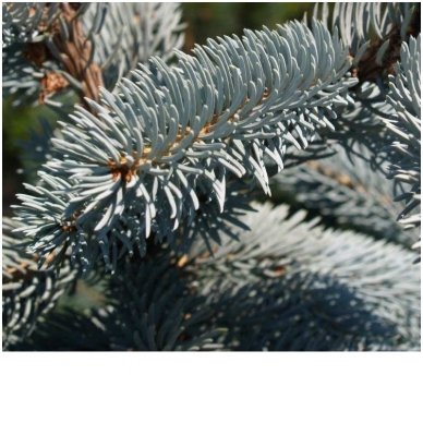 Blue spruce'Hoopsii' C20 2