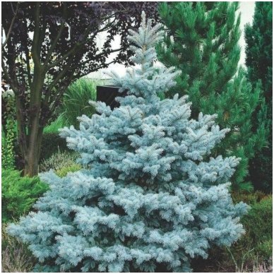 Blue spruce 'Koster' C10 2
