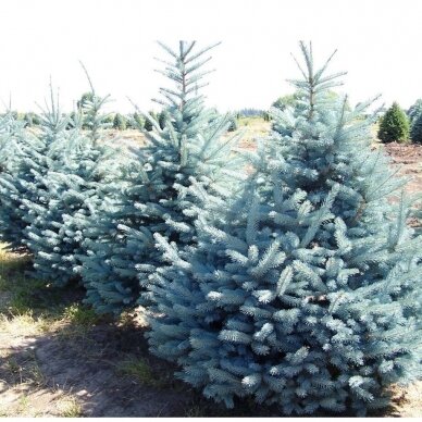 Blue spruce 'Misty Blue'  (In the ground 100-150)