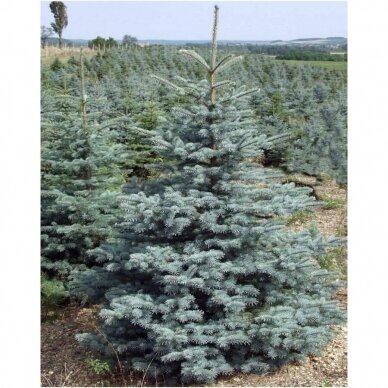 Blue spruce KAIBAB (In the ground 150-180)