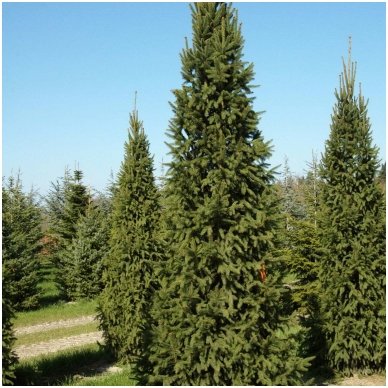 Eglė paprastoji 'Columnaris' C45