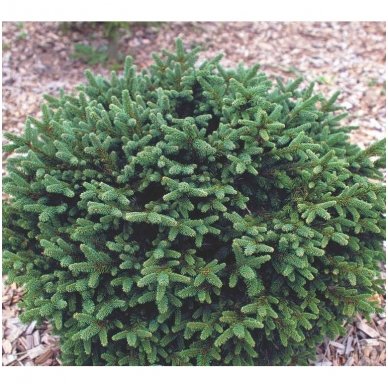 Eglė paprastoji 'Pumila Glauca' C10 Eglė paprastoji 'Pumila Glauca' C10