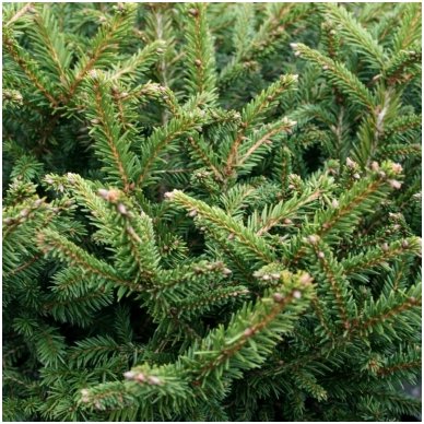 Eglė paprastoji 'Pumila Glauca' C10 1 Eglė paprastoji 'Pumila Glauca' C10 1