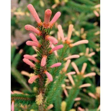 Eglė paprastoji 'Roseospicata' C3 Eglė paprastoji 'Roseospicata' C3