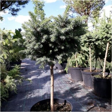 Norway spruce 'Velopoli' C10, Pa