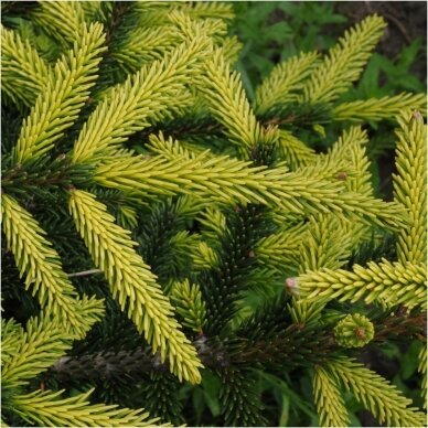 Eglė rytinė 'Aureospicata' C20