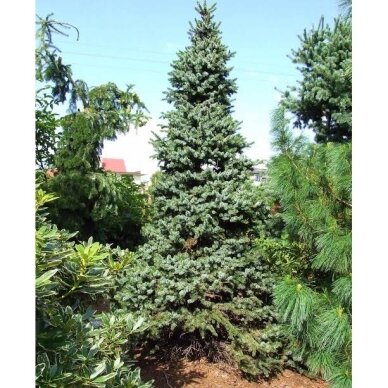 Serbian spruce 'De Ruyter' C3