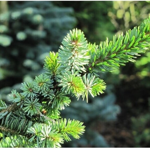 Serbian spruce 'De Ruyter' C3 1