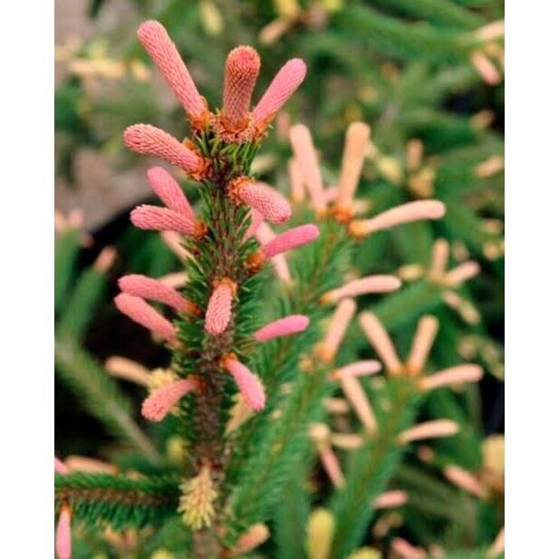 Eglė paprastoji 'Roseospicata' C3