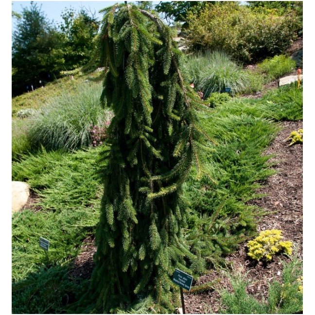 Eglė paprastoji 'Pendula' C45 1 Eglė paprastoji 'Pendula' C45 1