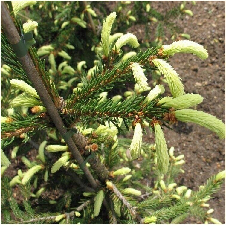 Eglė japoninė 'Albospica' C35 Eglė japoninė 'Albospica' C35