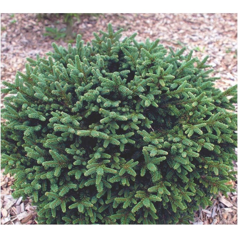Eglė paprastoji 'Pumila Glauca' C10 Eglė paprastoji 'Pumila Glauca' C10