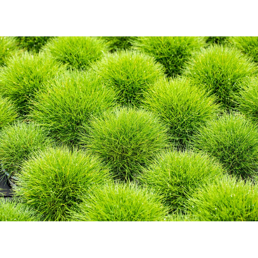 Festuca 'Amigreen' C2 Festuca 'Amigreen' C2