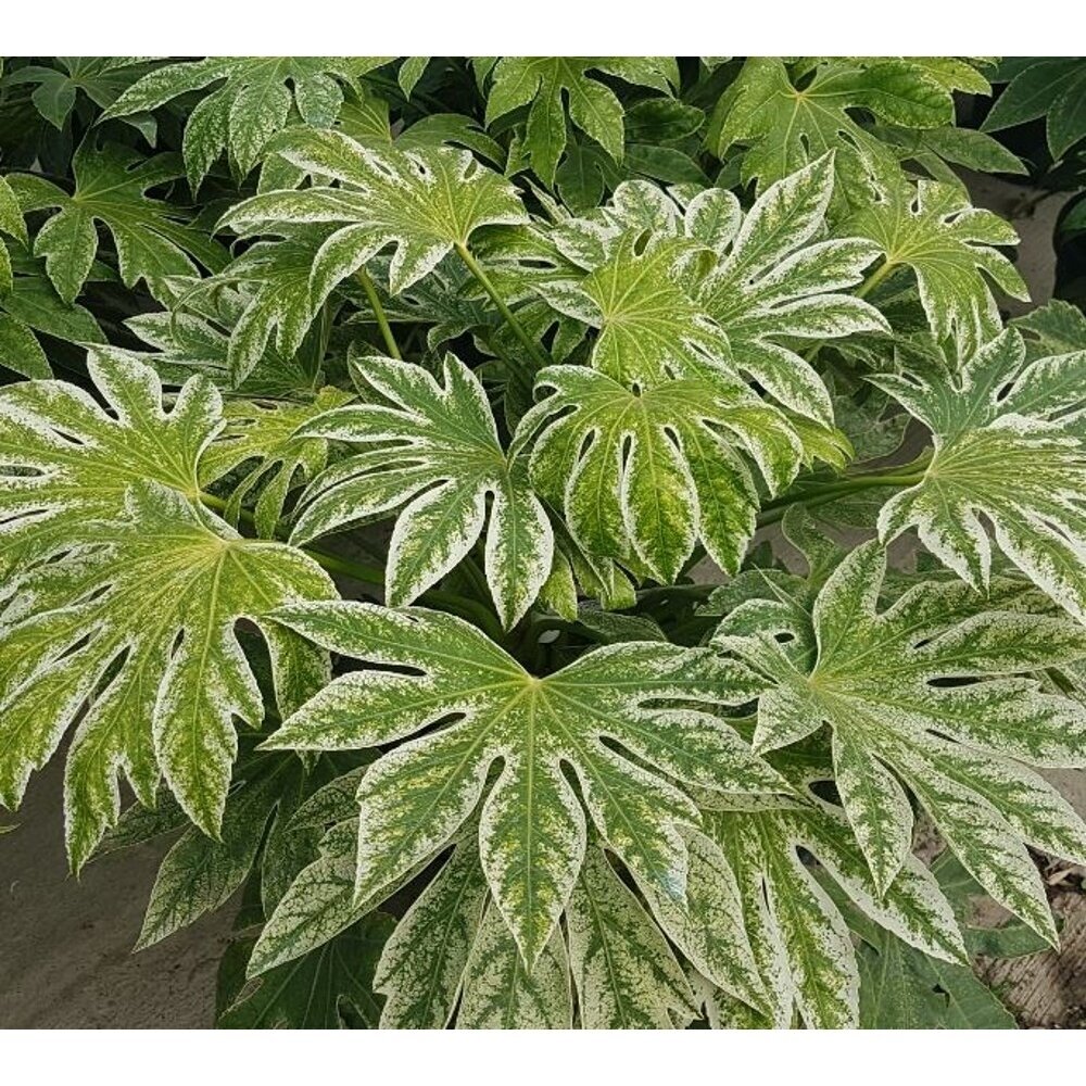 Japanese aralia 'Spider Web' C10