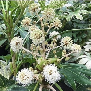 Japanese aralia 'Spider Web' C10 2