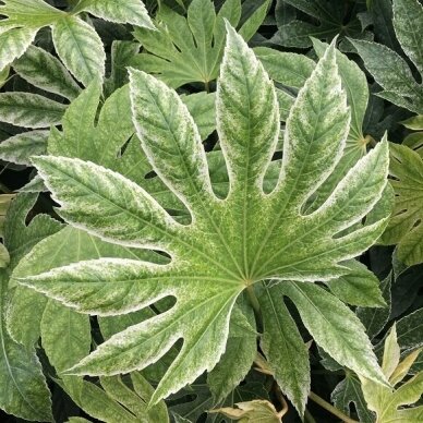 Japanese aralia 'Spider Web' C10 1