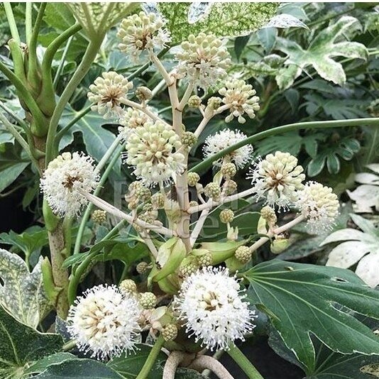 Japanese aralia 'Spider Web' C10 2