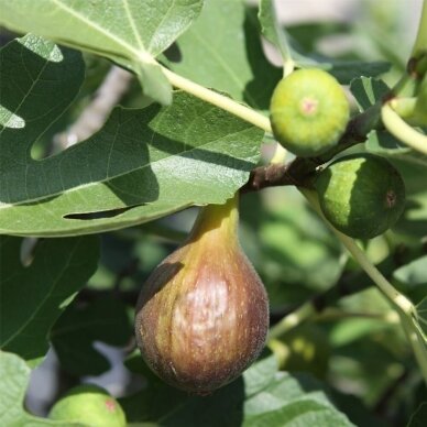 Fig tree 'Bornholm' C10