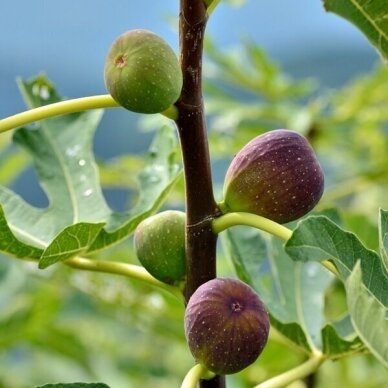 Fig tree 'Morena', C2