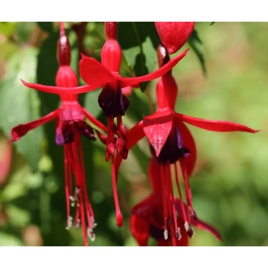 Fuksija magelano 'Riccartonii' C2