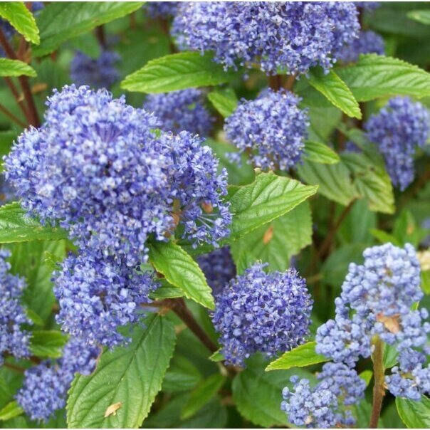 Lilac 'Gloire de Versailles' C2