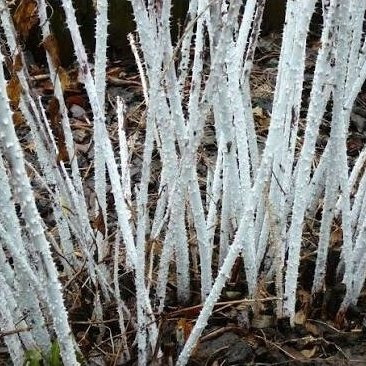 Gervuogė thibetanus 'Silver Fern' C5 2