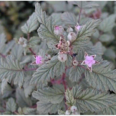 Gervuogė thibetanus 'Silver Fern' C5 Gervuogė thibetanus 'Silver Fern' C5