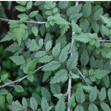 Gervuogė thibetanus 'Silver Fern' C5 1