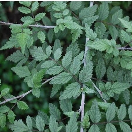 Gervuogė thibetanus 'Silver Fern' C5 1