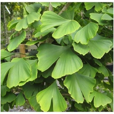 Gingko tree C15