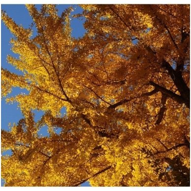 Gingko tree C15 4