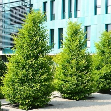 Ginkmedis dviskiautis 'Fastigiata' C5 Ginkmedis dviskiautis 'Fastigiata' C5