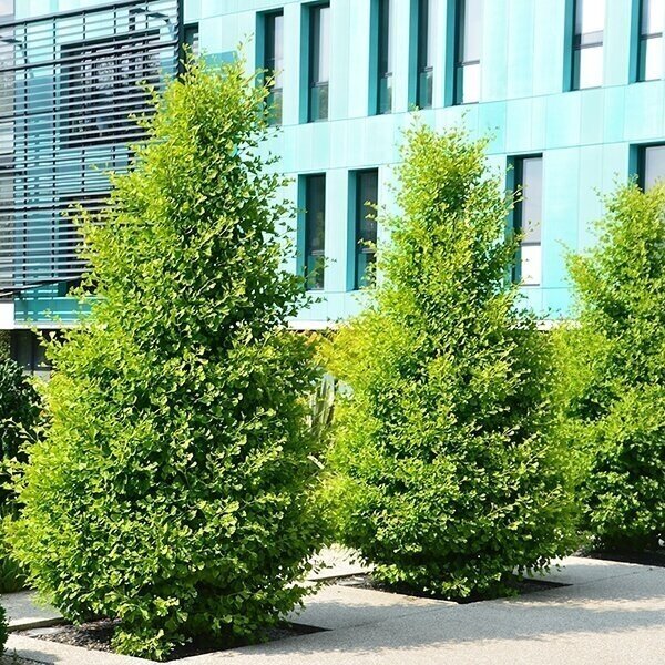 Ginkmedis dviskiautis 'Fastigiata' C10