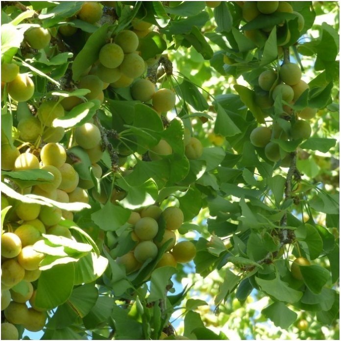 Gingko tree C15 2 Gingko tree C15 2